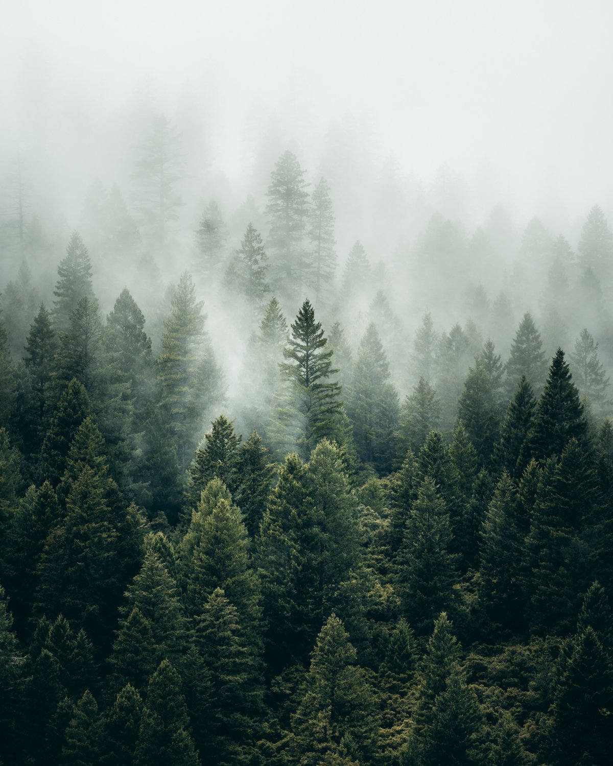 Fog+Filled+Forest.jpg?format=1000w
